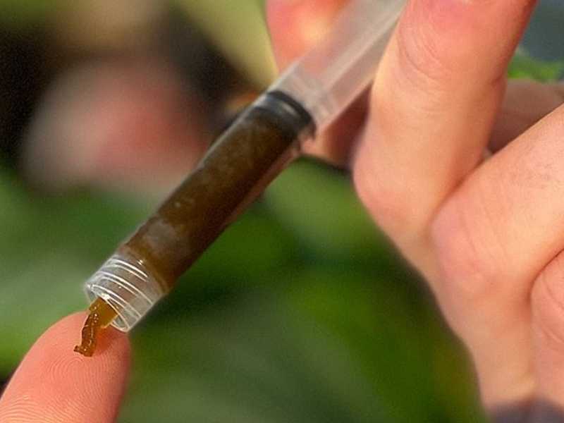 Konopljina smola je na videz gosta in temna, lahko je lepljiva