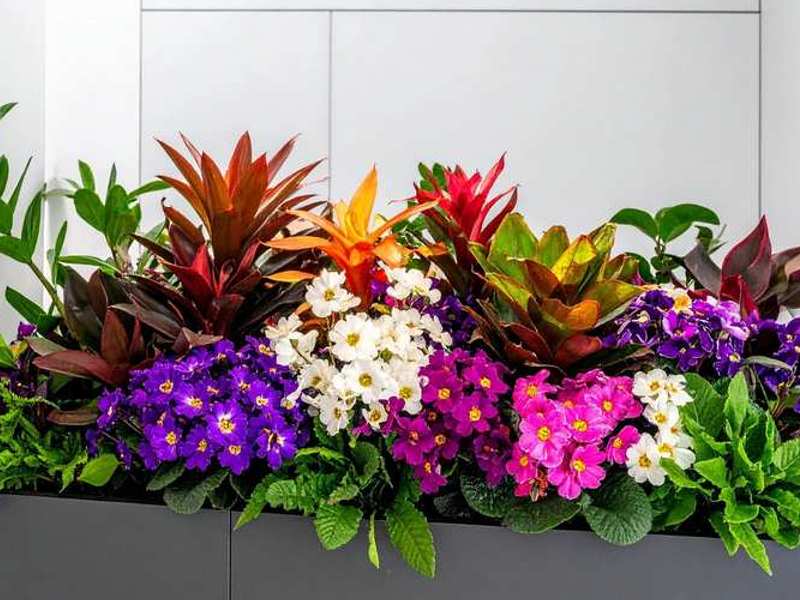 Kje lahko kupite kakovostna cvetlična korita?